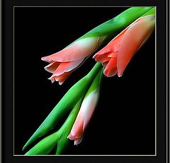 photo "arching gladioli"