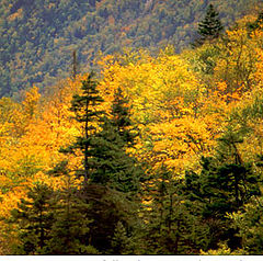 фото "Fall Colors, New England"