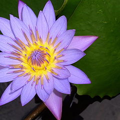 фото "Searose"