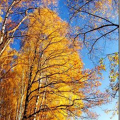 фото "Осень подмосковная."