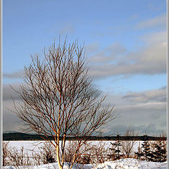 фото "Березка"