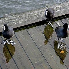 фото "Water bird."