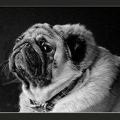 photo "hello my name is frank and i'm a pug"