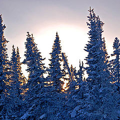 photo "Winter sundown"