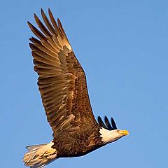 фото "Bald Eagle"