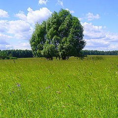 фото "Поле, русское поле...."