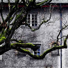 photo "The house in authority of a tree"