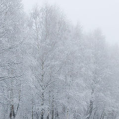 фото "Зимняя сказка (1)."