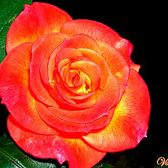 фото "Rose"