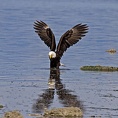 photo "Eagle"