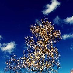 фото "Осенняя берёза"