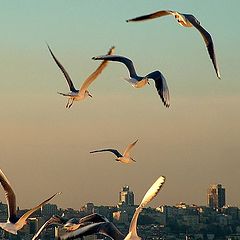 фото "Gulls and Istanbul"