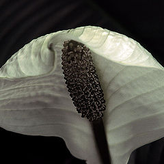 photo "***"