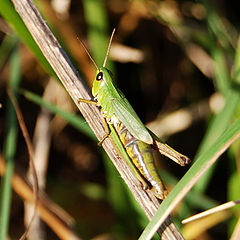 photo "Tettigonia"