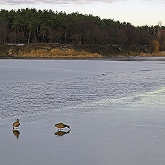 photo "On the thin ice"
