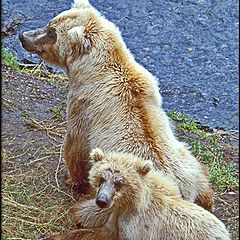 фото "Mom and the cubs visit the river"