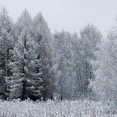 photo "* * *"