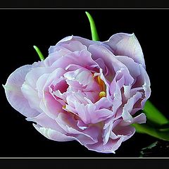 фото "lilac double tulip"