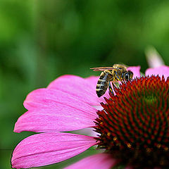 photo "Summer Work"