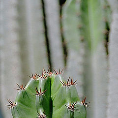 фото "cactus"