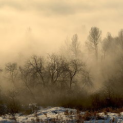 фото "Таинственный лес"