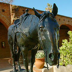 photo "Mission San Juan Capistrano (Horse)"