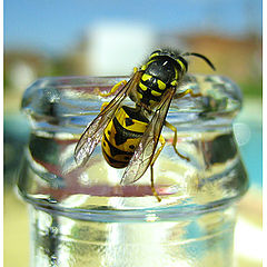 photo "Wasp"