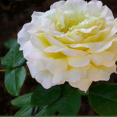 photo "delicate rose"