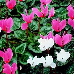 фото "" Cyclamens ""