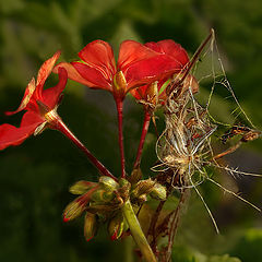 фото "the unknown end of a trapped dandelion.."