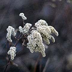 photo "The fallen asleep breath of a wind"