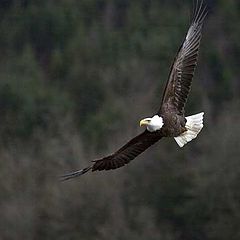 фото "Eagle"