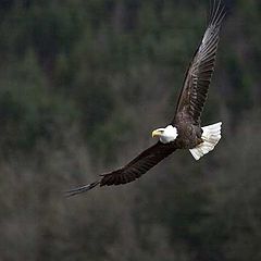 photo "Eagle"