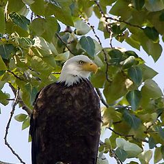 photo "Eagle"