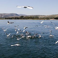 фото "24222 Gulls"