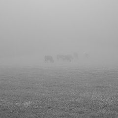 фото "far in the fog"