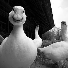 photo "Gangsta Geese"