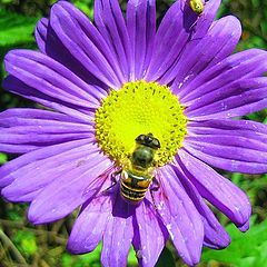 фото "Bee vs. Beetle"