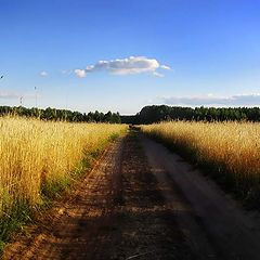 photo "Road to gold"