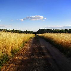 фото "Дорога в золоте"