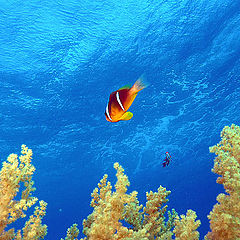 photo "Magik color of the Red Sea."