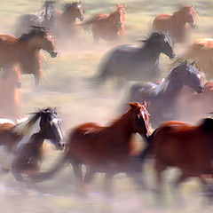 photo "Wild Horses"