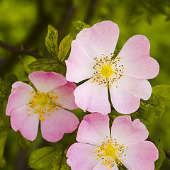 photo "Wild Rose"