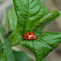 photo "wild life"