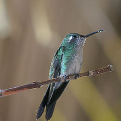 photo "Colibri... Humming(-)bird..."