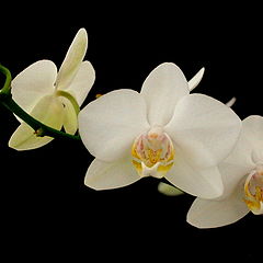 photo "White Orchid"