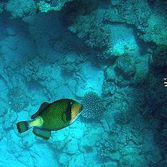 фото "Triggerfish"