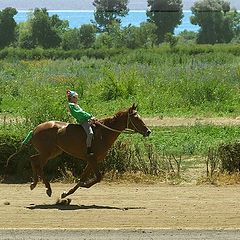 photo "the winner"