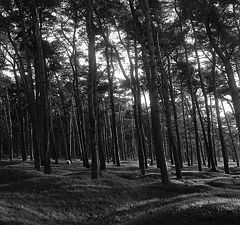 photo "Trees"