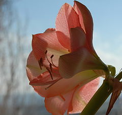 фото "Зимний цветок"